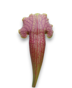 Sarracenia  Barba 2