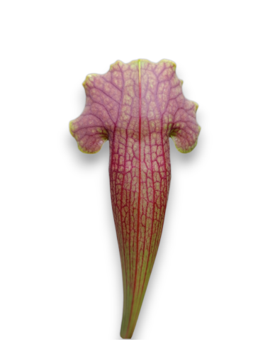 Sarracenia  Barba