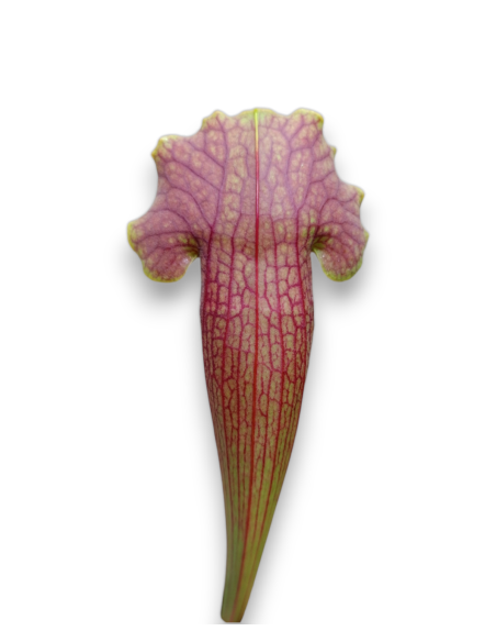 Sarracenia  Barba