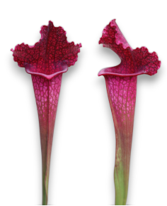 Sarracenia x Juthatip Soper - MK H 55