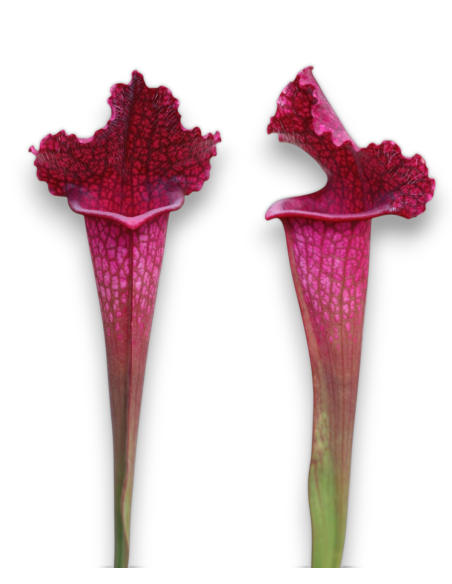 Sarracenia x Juthatip Soper - MK H 55