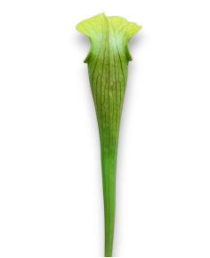 Sarracenia Alata var. Ornata - MK A16, Hill top lakes, Texas 2