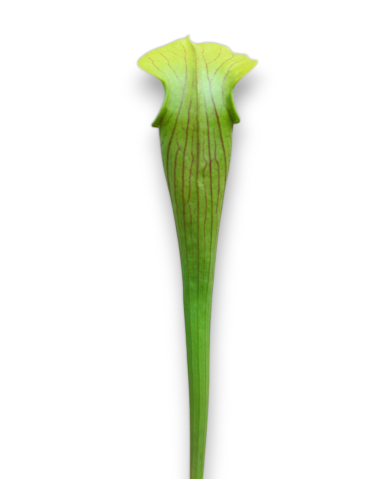 Sarracenia Alata var. Ornata - MK A16, Hill top lakes, Texas