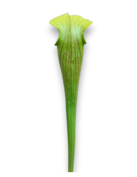 Sarracenia Alata var. Ornata - MK A16, Hill top lakes, Texas