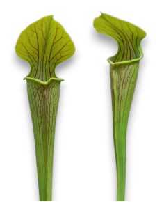 Sarracenia Alata var. Ornata - MK A16, Hill top lakes, Texas