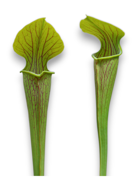 Sarracenia Alata var. Ornata - MK A16, Hill top lakes, Texas