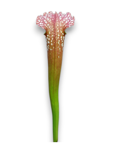 Sarracenia Farnhamii