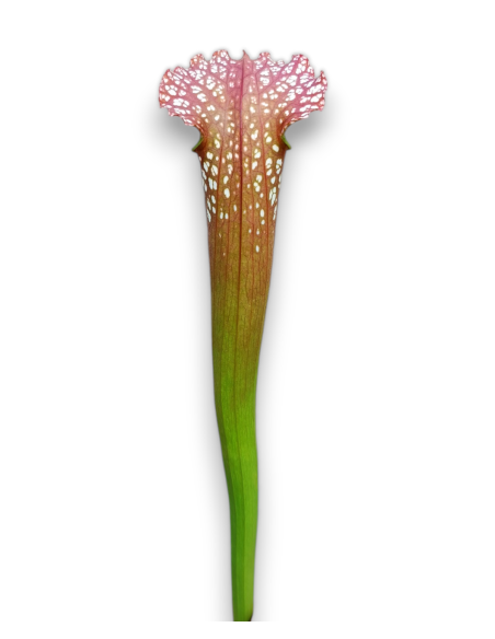 Sarracenia Farnhamii