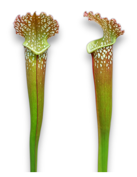 Sarracenia Farnhamii