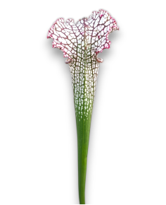 Sarracenia Leucophylla Var. Leucophylla 2