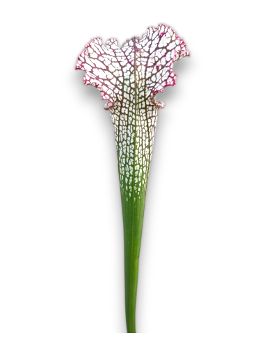 Sarracenia Leucophylla Var. Leucophylla