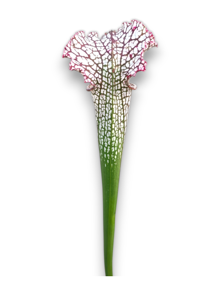Sarracenia Leucophylla Var. Leucophylla