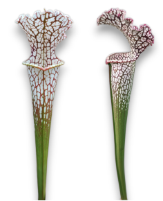 Sarracenia Leucophylla Var. Leucophylla