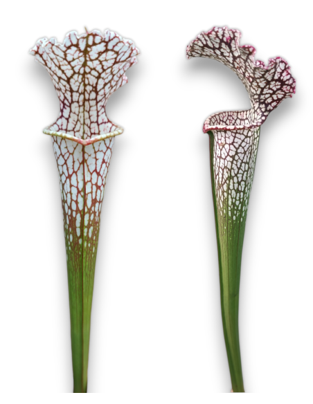 Sarracenia Leucophylla Var. Leucophylla