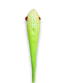 Sarracenia Minor. Var. Minor 2