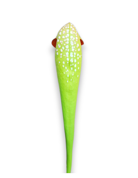 Sarracenia Minor. Var. Minor