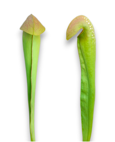 Sarracenia Minor. Var. Minor