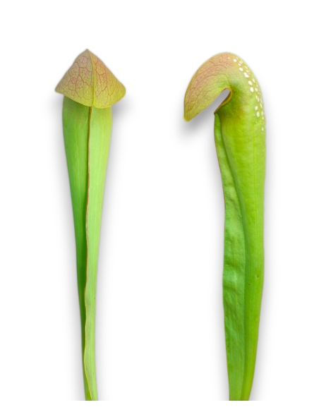 Sarracenia Minor. Var. Minor