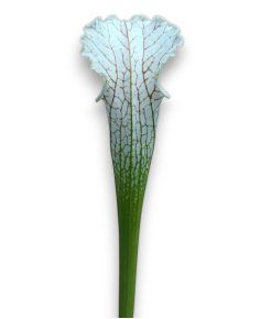 Sarracenia Leucophylla - MK L39A, Citronelle, Alabama 2