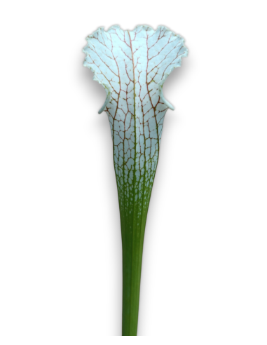 Sarracenia Leucophylla - MK L39A, Citronelle, Alabama