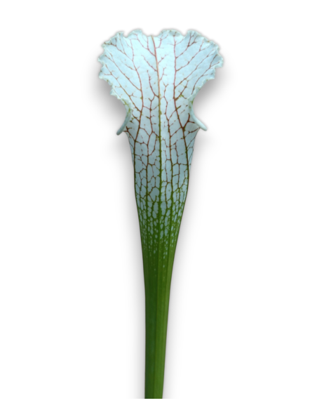 Sarracenia Leucophylla - MK L39A, Citronelle, Alabama