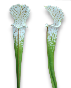 Sarracenia Leucophylla - MK L39A, Citronelle, Alabama