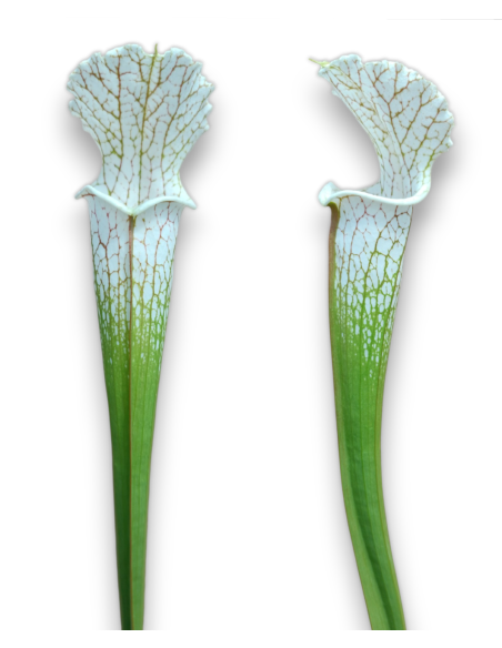 Sarracenia Leucophylla - MK L39A, Citronelle, Alabama