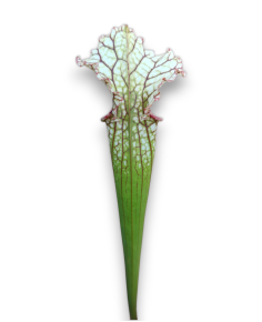 Sarracenia Moorei X readii 2
