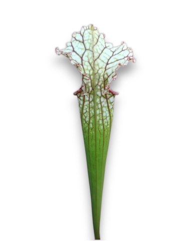 Sarracenia Moorei X readii