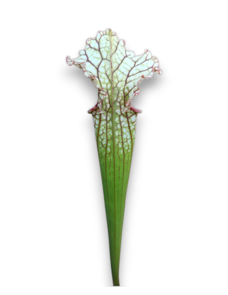Sarracenia Moorei X readii