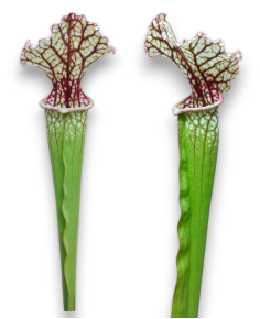 Sarracenia Moorei X readii
