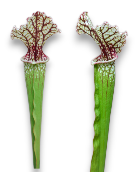 Sarracenia Moorei X readii