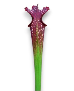 Sarracenia X Readii 2