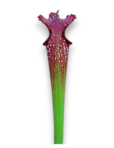 Sarracenia X Readii