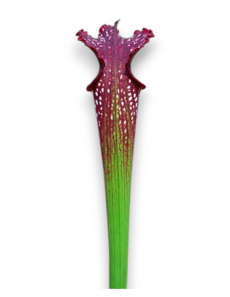 Sarracenia X Readii