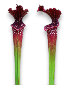 Sarracenia X Readii