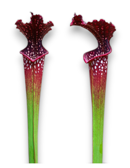 Sarracenia X Readii
