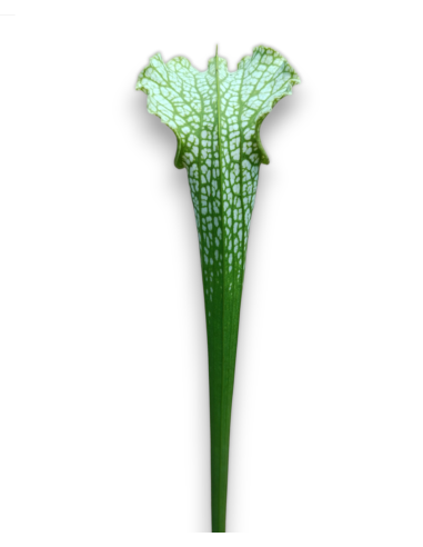Sarracenia leucophylla - MK L 139, Schnell´s Ghost x leucophylla.