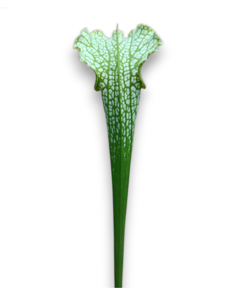 Sarracenia leucophylla - MK L 139, Schnell´s Ghost x leucophylla.