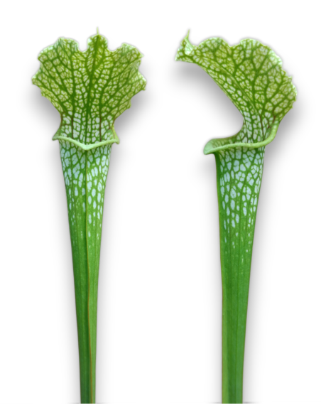 Sarracenia leucophylla - MK L 139, Schnell´s Ghost x leucophylla.