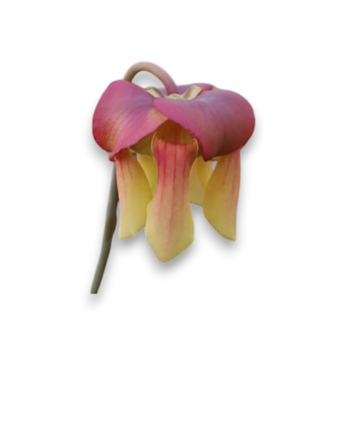Sarracenia [((Rubra x leuco) x minor) x flava] x flava var. flava