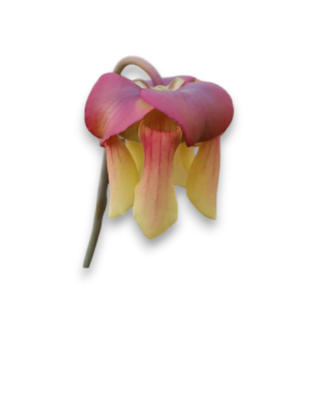 Sarracenia [((Rubra x leuco) x minor) x flava] x flava var. flava