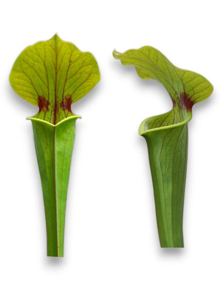 Sarracenia [((Rubra x leuco) x minor) x flava] x flava var. flava