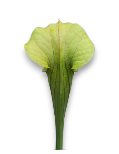 Sarracenia [((Rubra x leuco) x minor) x flava] x flava var. flava