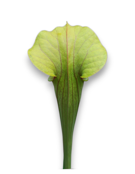 Sarracenia [((Rubra x leuco) x minor) x flava] x flava var. flava