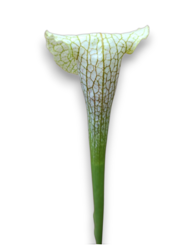 Sarracenia Hummer's hammerhead x leucophylla