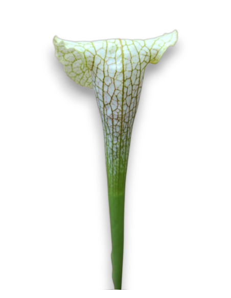 Sarracenia Hummer's hammerhead x leucophylla