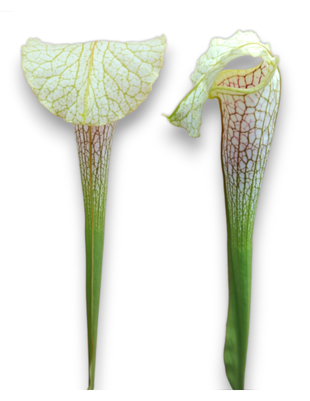 Sarracenia Hummer's hammerhead x leucophylla