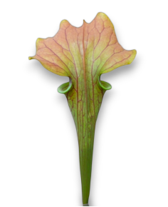 Sarracenia Oreophila heavy veins x (Flava var. Ornata x Flava var. Cuprea) 2