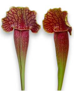 Sarracenia  Barba